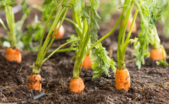 carrot gardening tips