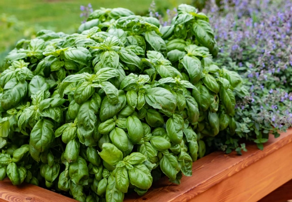 growing basil indoors
