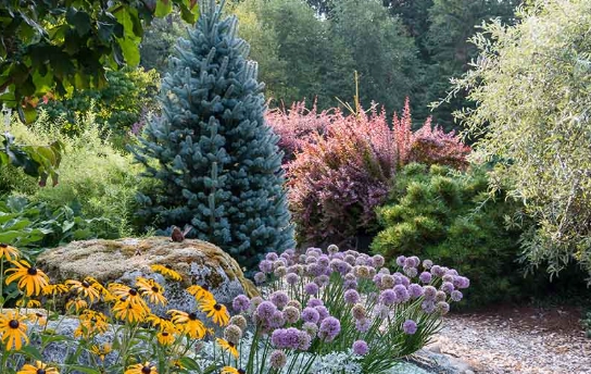 deer resistant perennials
