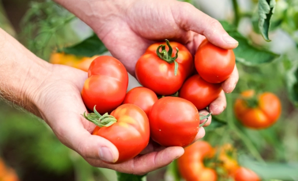 tomato harvest time tomato harvest time