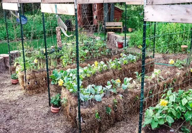 straw bale gardening