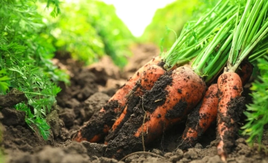 growing carrots growing carrots