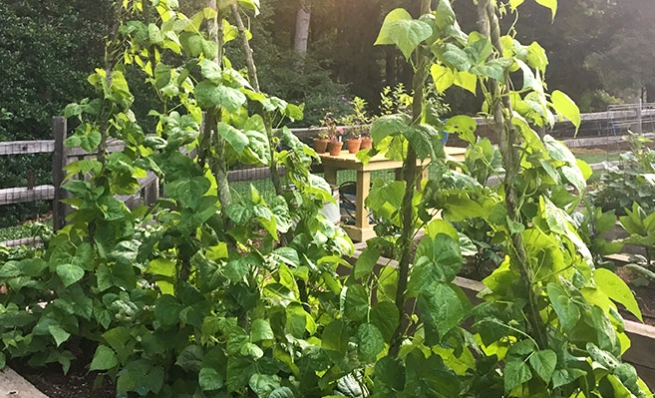 how to grow green beans how to grow green beans