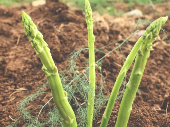 how to plant asparagus how to plant asparagus