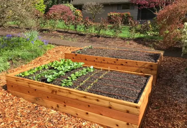 raised bed gardening for beginners