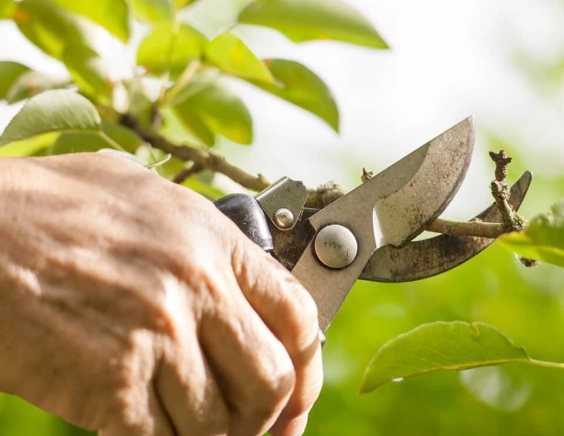 pruning techniques