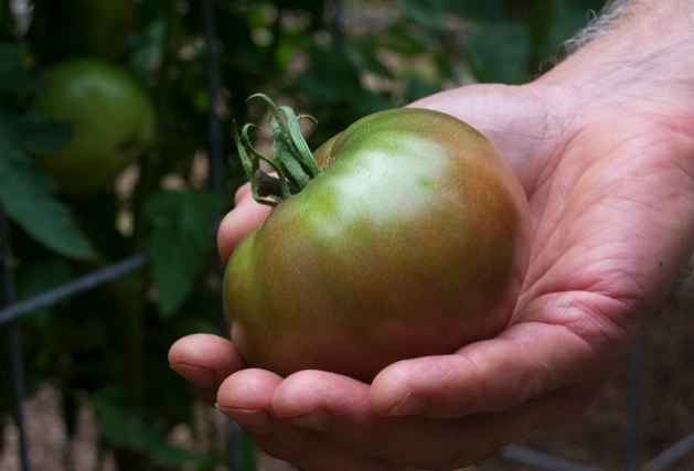 how to tell tomatoes are ripe how to tell tomatoes are ripe