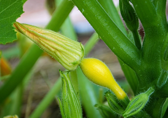 summer squash varieties