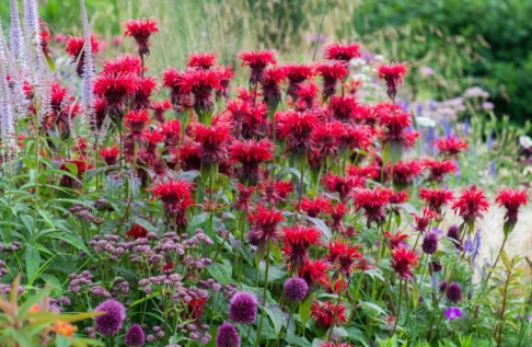 plants deer won't eat