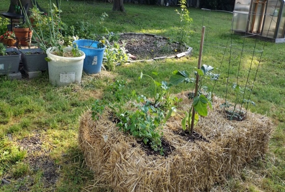 straw bale gardening