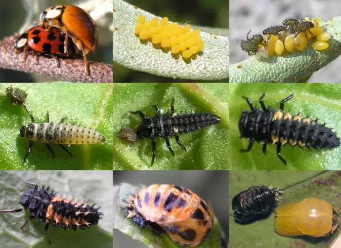 beneficial insects gardening