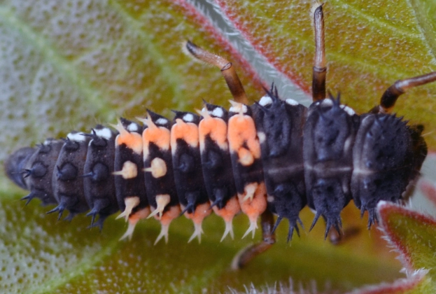 natural aphid control