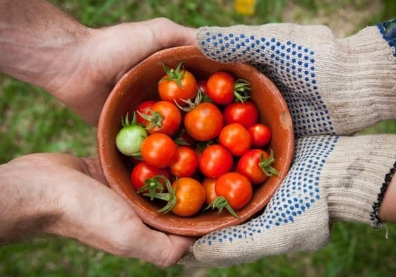 how to tell tomatoes are ripe how to tell tomatoes are ripe