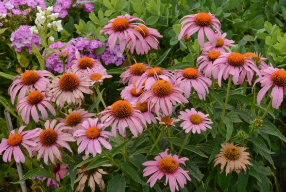 plants deer won't eat