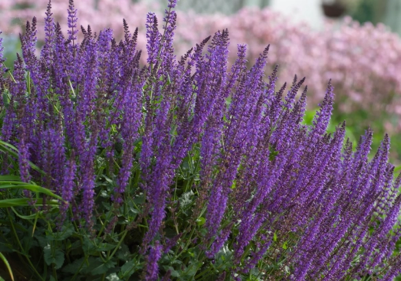 plants deer won't eat