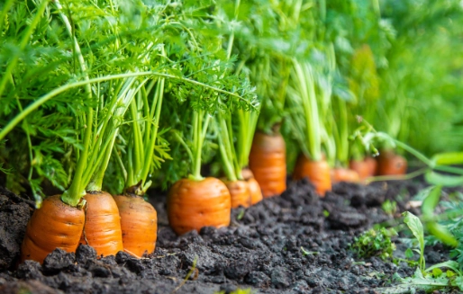 carrot growing tips