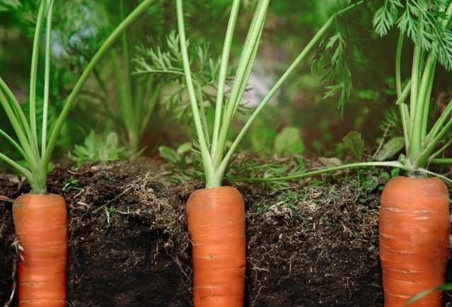 best time to plant carrots best time to plant carrots