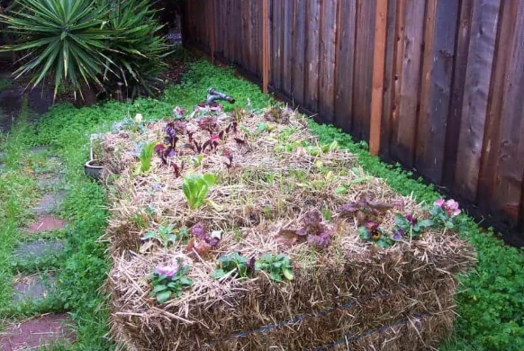 straw bale gardening