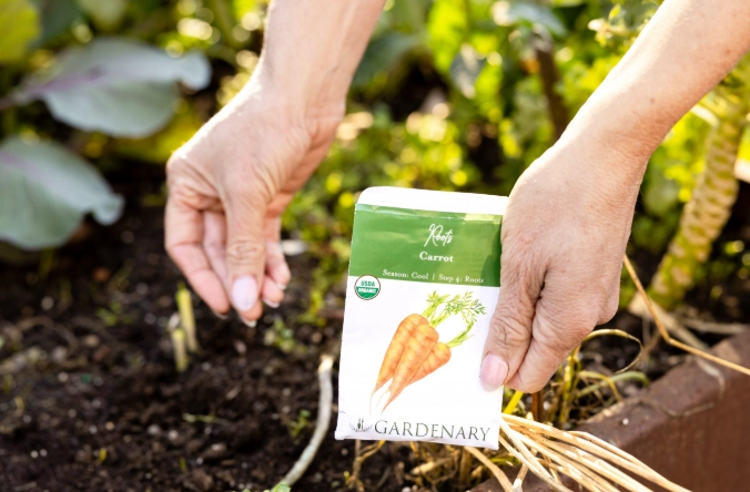 growing carrots