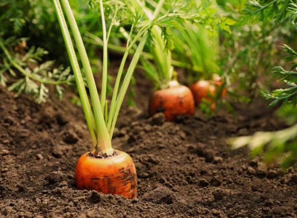 how to grow carrots