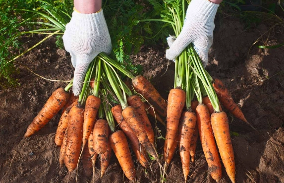 how to grow carrots