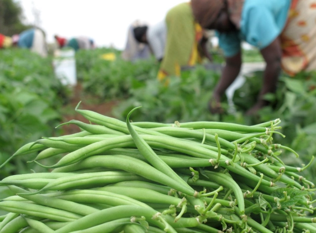 how to grow green beans how to grow green beans