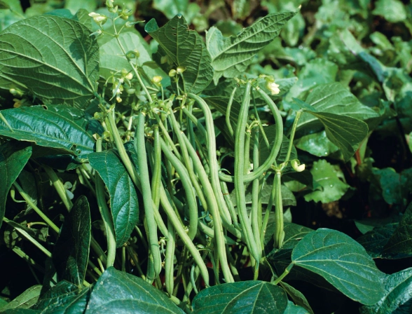 green bean planting guide green bean planting guide