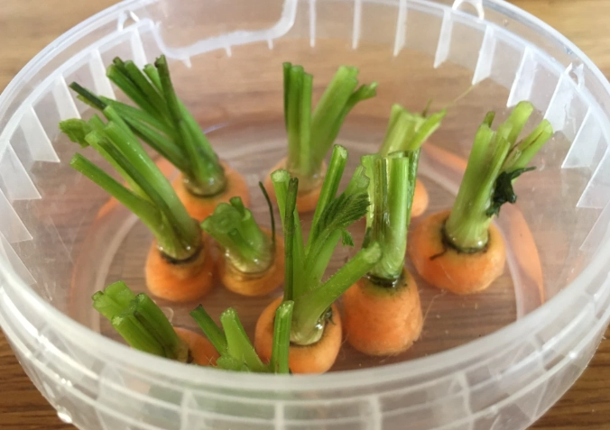 carrot planting guide