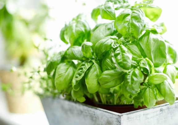 growing basil indoors