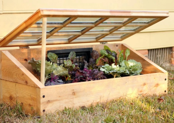 what to grow in a cold frame