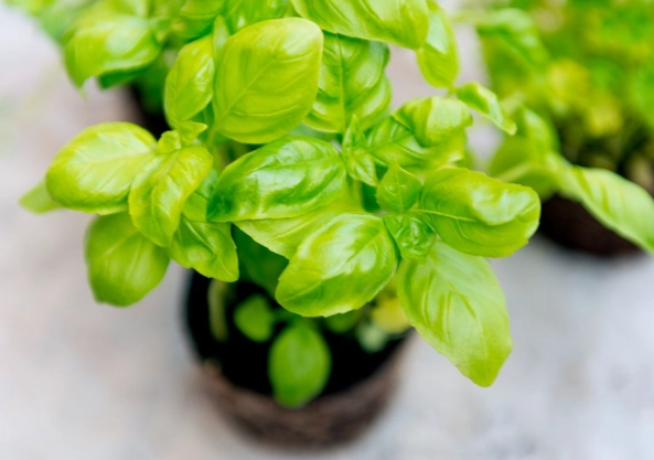 basil plant care tips