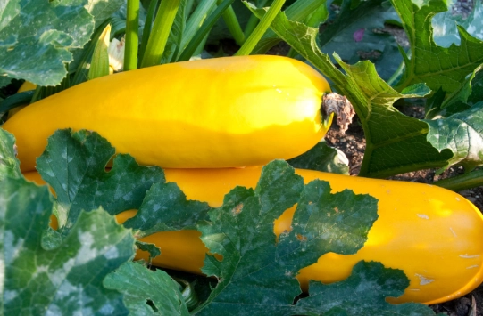 how to grow zucchini
