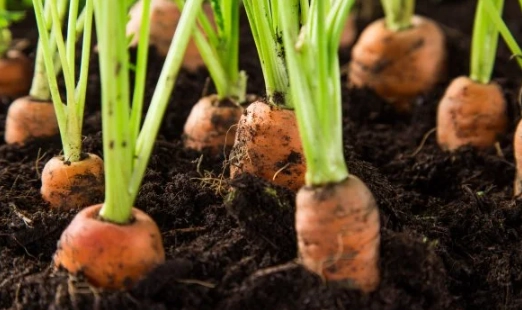 growing carrots growing carrots