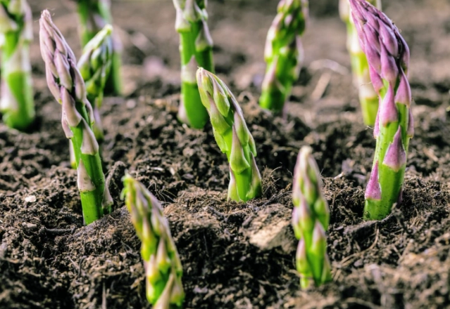asparagus planting guide