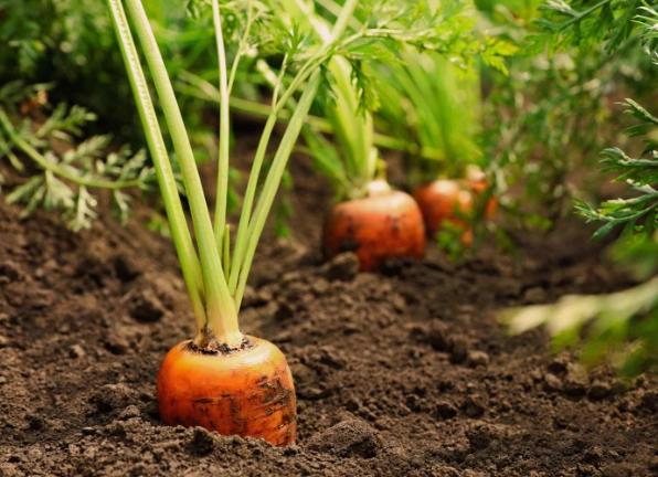 carrot growing tips
