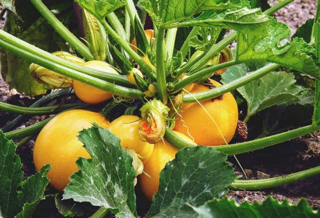 summer squash varieties