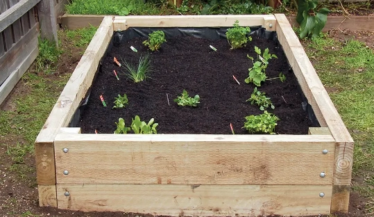 best vegetables for raised beds