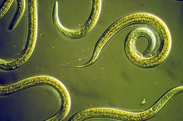 beneficial nematodes