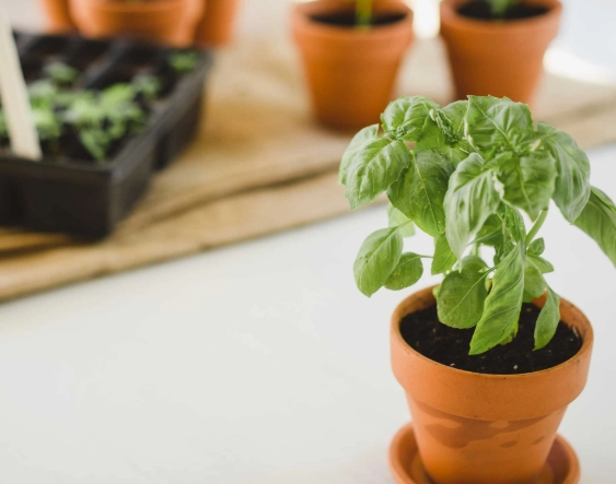 growing basil indoors growing basil indoors