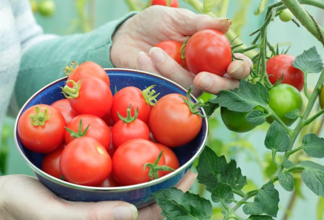 tomato harvesting time
