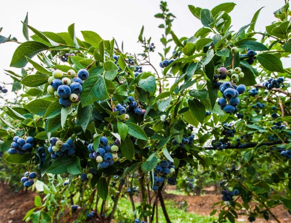 growing blueberry bushes