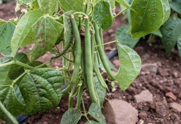 how to grow green beans how to grow green beans