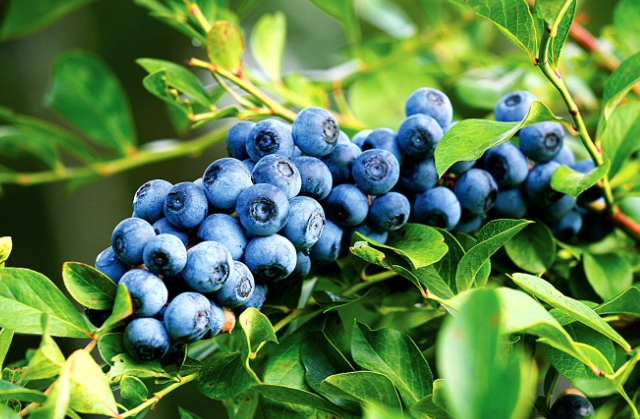 planting blueberry bushes