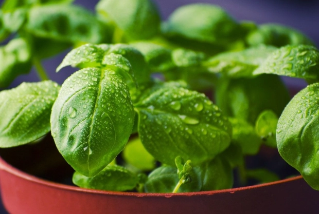 growing basil indoors growing basil indoors