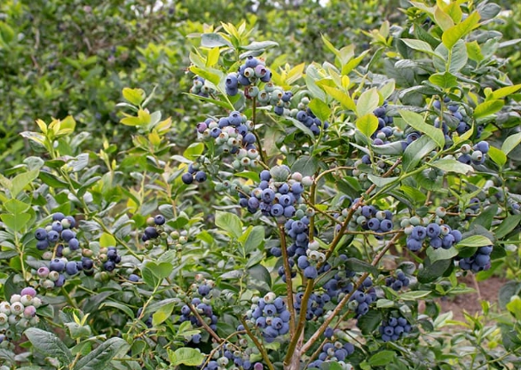 blueberry bush care