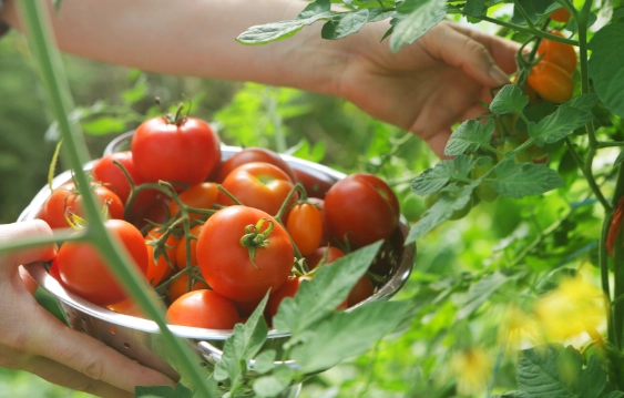 tomato harvesting time