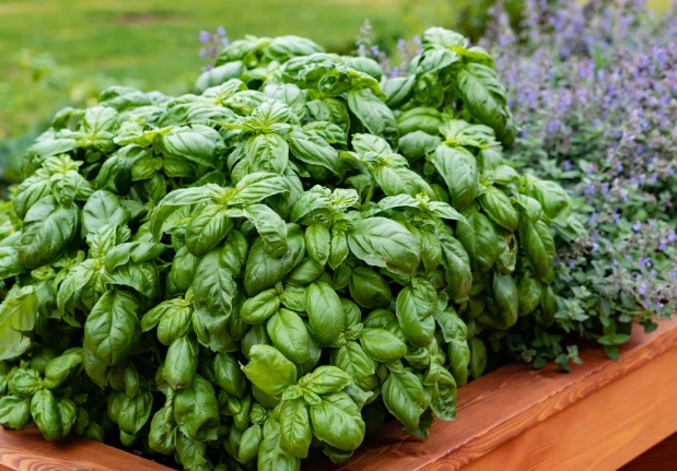 basil plant care