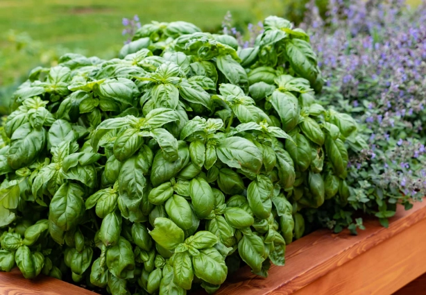 basil plant care tips basil plant care tips