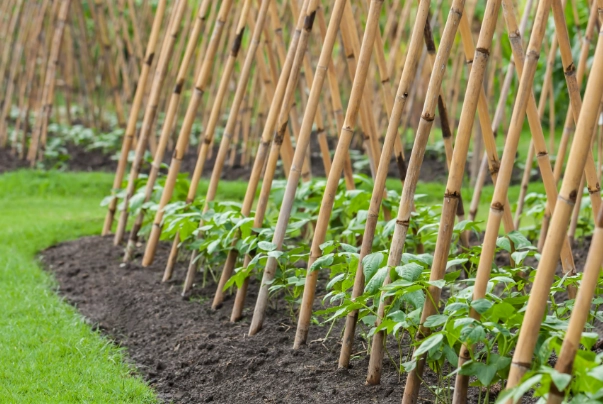 green bean plant care green bean plant care
