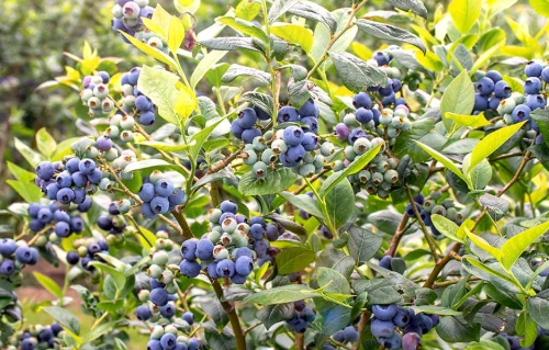 blueberry bush care